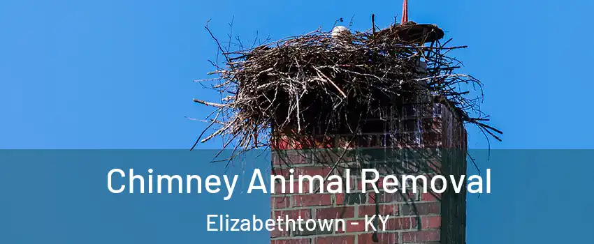 Chimney Animal Removal Elizabethtown - KY