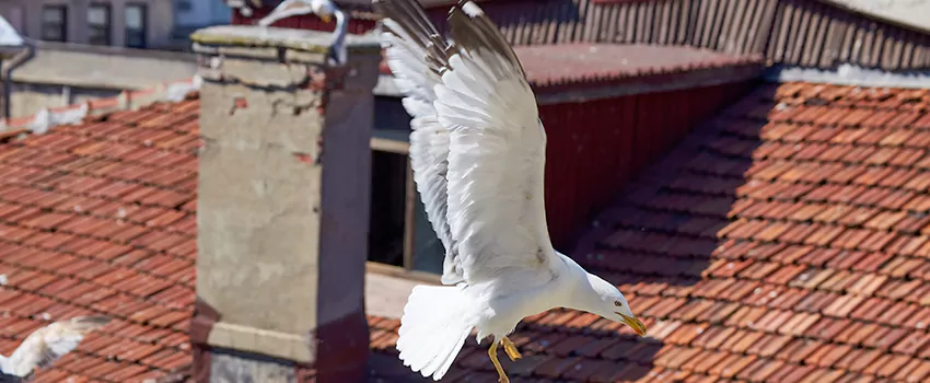 Residential Chimney Animal Removal Solution in Elizabethtown, KY