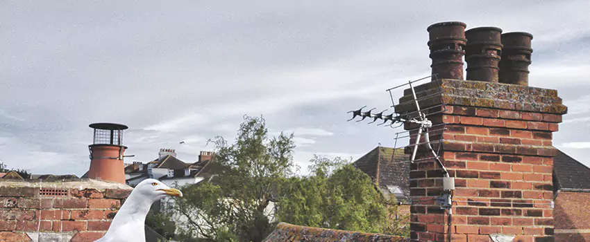 Chimney Cleaning And Restoration in Elizabethtown, Kentucky